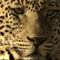 National Geographic Wild